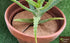 Cocopeats Online Coir Mulch Mats Coir Mulch Mat 25cm